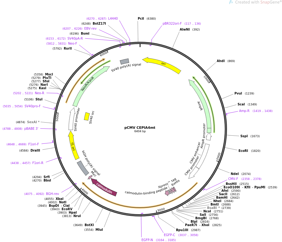 pCMV CEPIA4mt质粒图谱